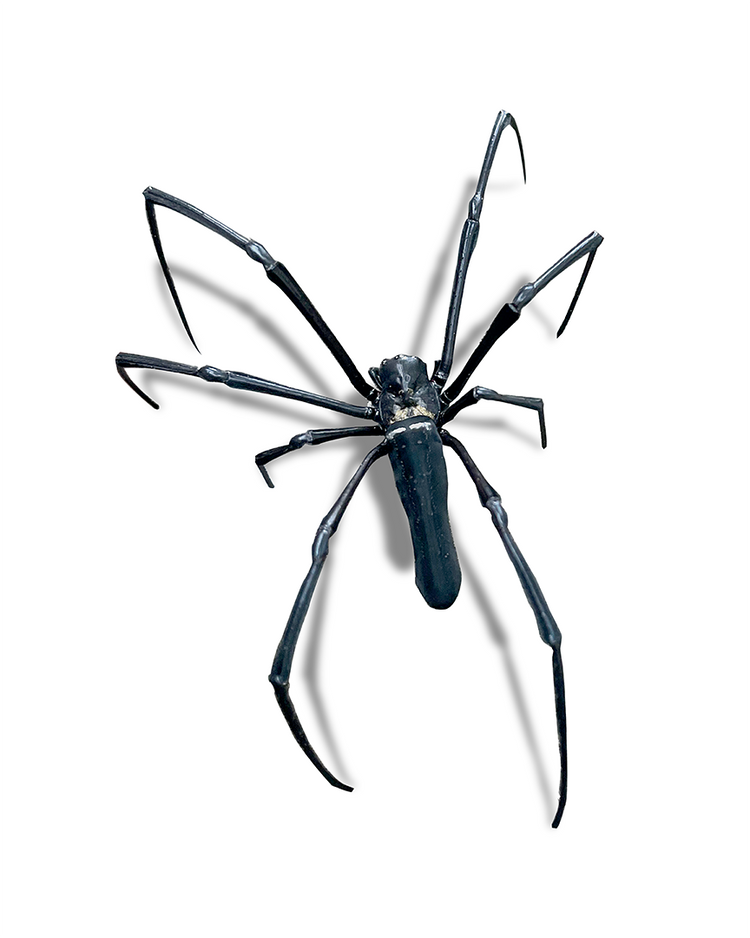 A Life's Bug